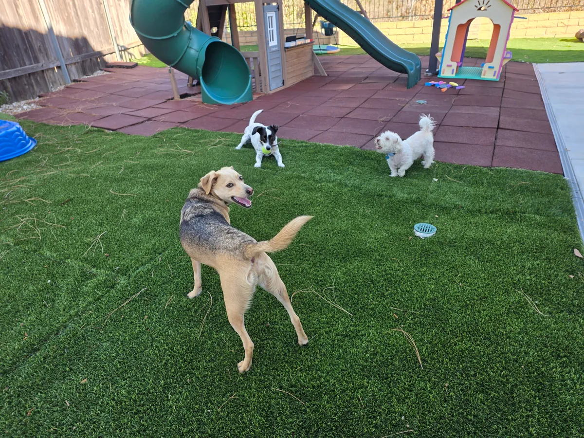 Dog Daycare