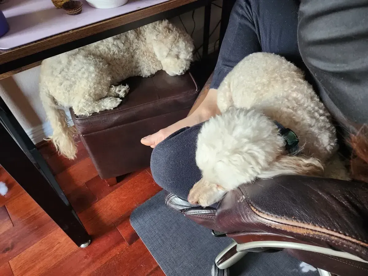 Dog Boarding